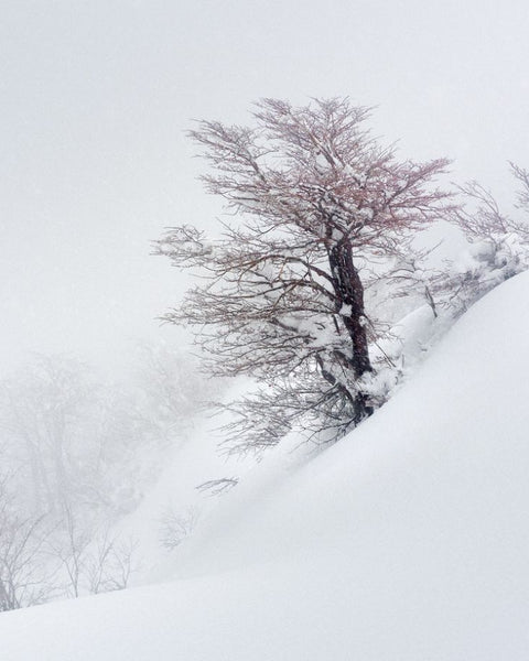 Árbol Rojo, 2019, fotografía Fine Art de Benjamín Briones Grandi