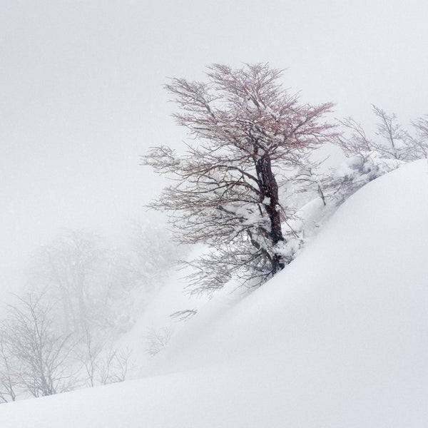 Árbol Rojo, 2019, fotografía Fine Art de Benjamín Briones Grandi