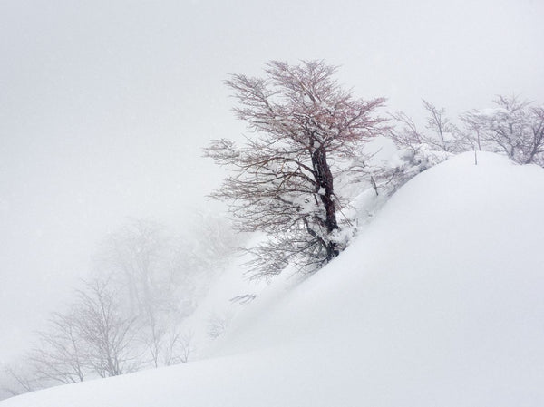 Árbol Rojo, 2019, fotografía Fine Art de Benjamín Briones Grandi