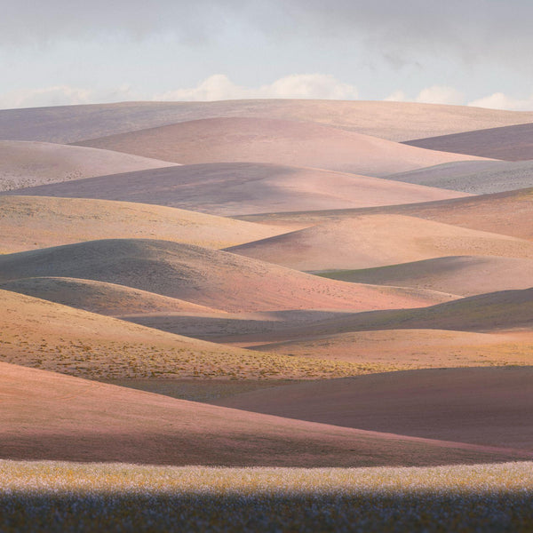 Bloom, 2022, fotografía Fine Art de Benjamín Briones Grandi