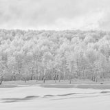 Bosque Blanco, 2017, fotografía Fine Art de Benjamín Briones Grandi
