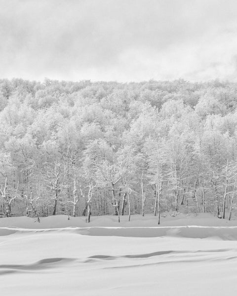 Bosque Blanco, 2017, fotografía Fine Art de Benjamín Briones Grandi