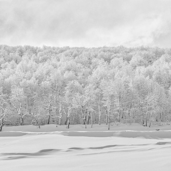 Bosque Blanco, 2017, fotografía Fine Art de Benjamín Briones Grandi