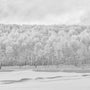 Bosque Blanco, 2017, fotografía Fine Art de Benjamín Briones Grandi
