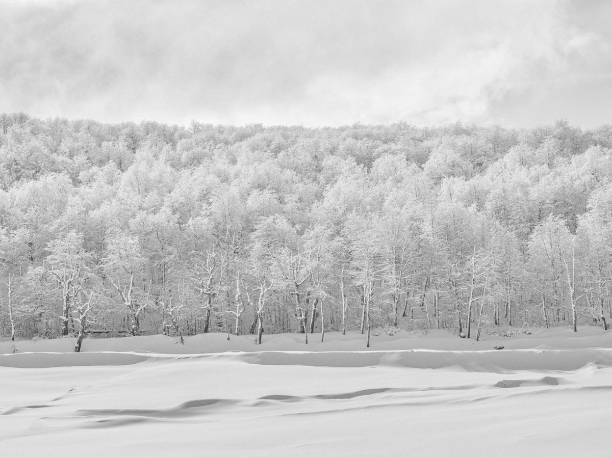Bosque Blanco, 2017, fotografía Fine Art de Benjamín Briones Grandi