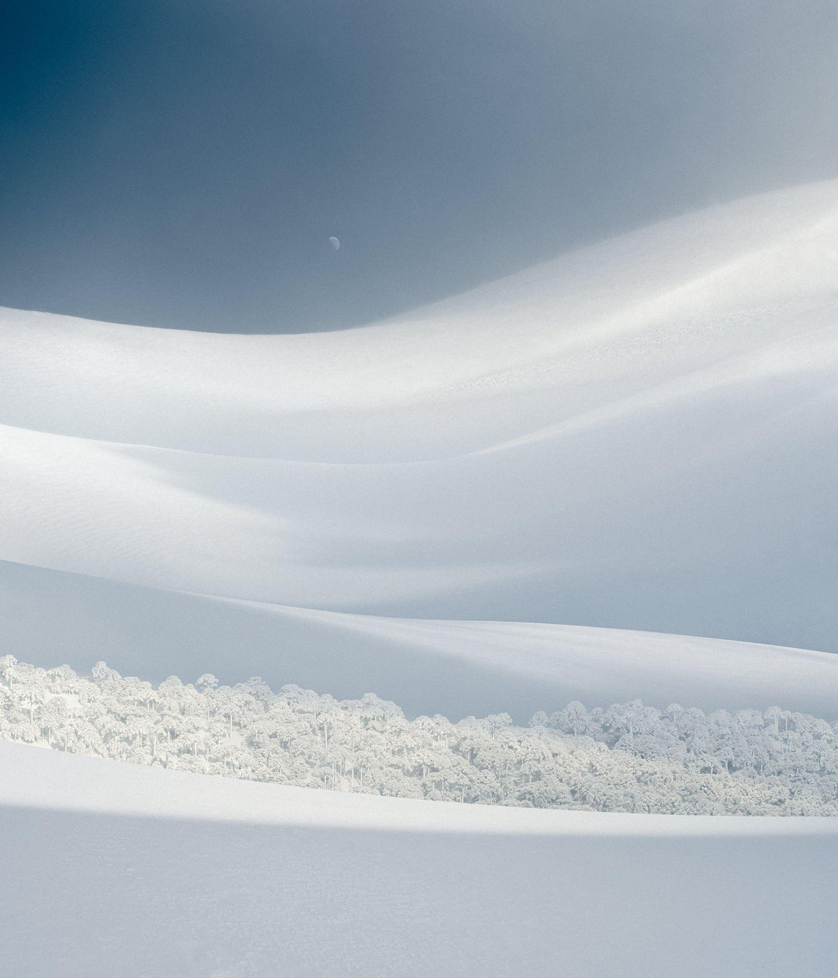 Bosque Escondido, 2023, fotografía Fine Art de Benjamín Briones Grandi