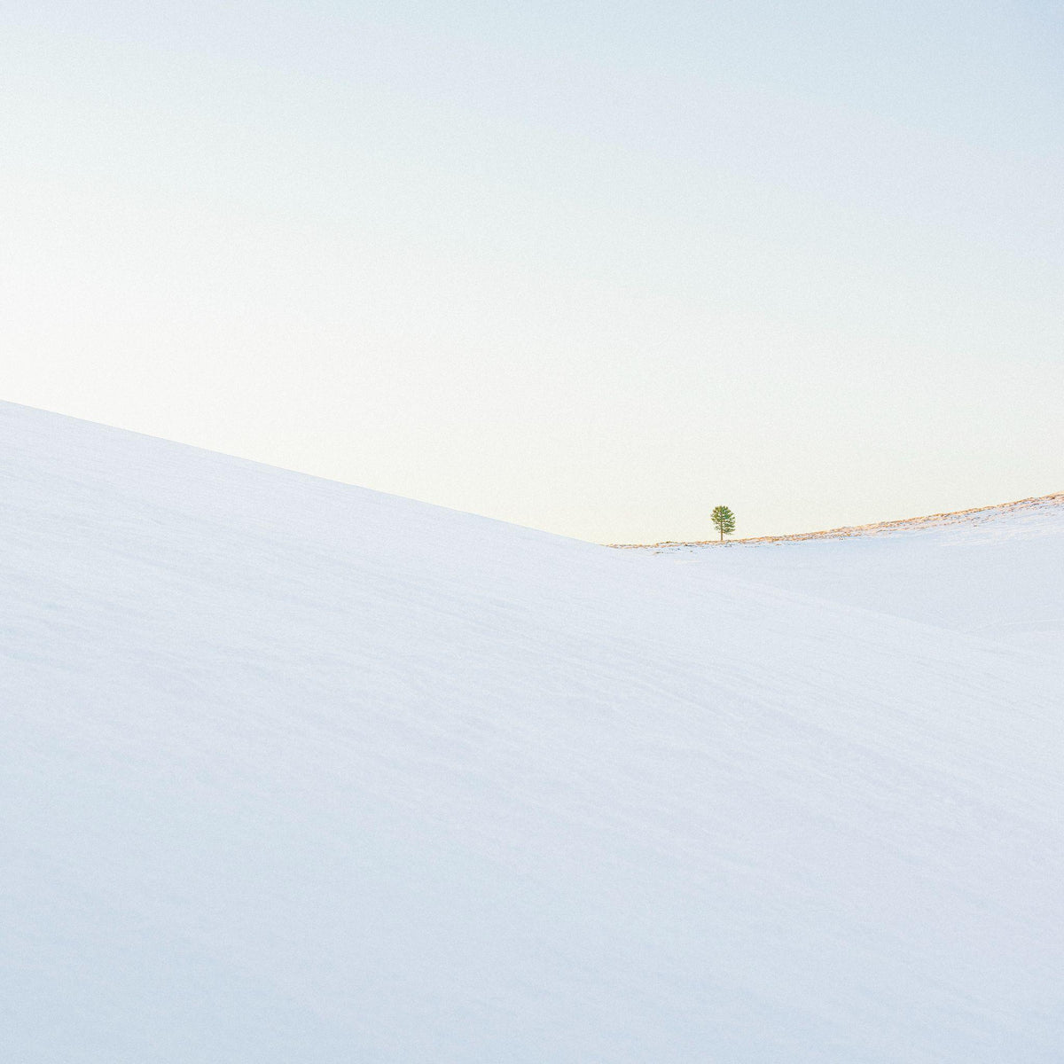 Delicado, 2021, fotografía Fine Art de Benjamín Briones Grandi