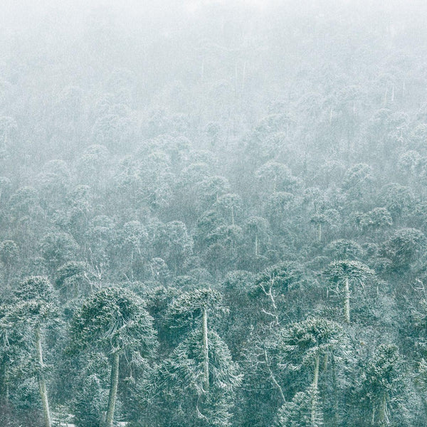 Nevazón, 2025, fotografía Fine Art de Benjamín Briones Grandi