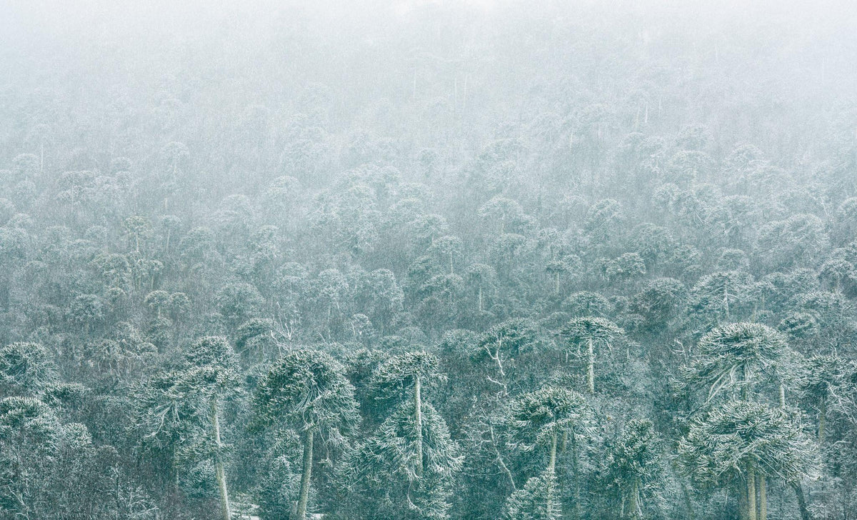 Nevazón, 2025, fotografía Fine Art de Benjamín Briones Grandi