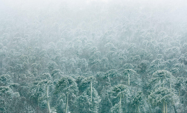 Nevazón, 2025, fotografía Fine Art de Benjamín Briones Grandi